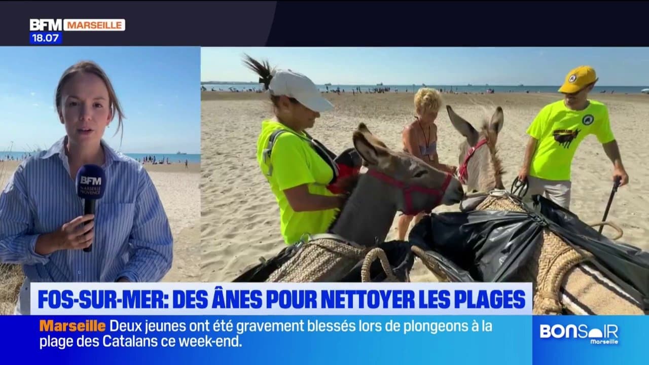 Fos-sur-Mer : des ânes pour nettoyer les plages !
