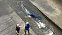  Royaume-Uni: une baleine a été retrouvée échouée dans la Tamise à Londres 