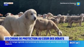 Les chiens de protection au coeur des débats