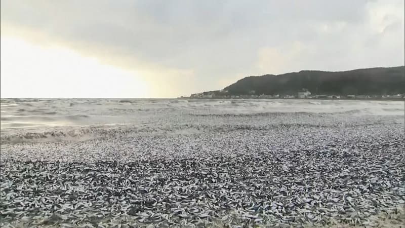 Des milliers de poissons se sont échoués sur une plage japonaise le 7 décembre 2023.