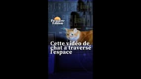 Cette vidéo de chat a été envoyée du fin fond de l'espace en à peine 101 secondes