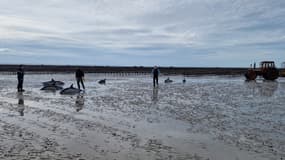 Les dauphins lors leur opération de sauvetage par des gendarmes et un ostréiculteur, lundi 25 mars à Géfosse-Fontenay (Calvados).