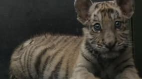 La belle histoire d'amour entre un bébé tigre et un gardien de zoo