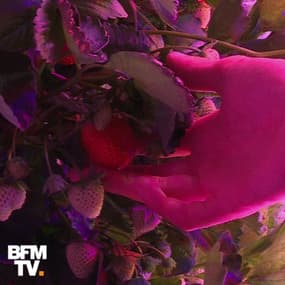 À Paris, Une start-up cultive des fraises sans sans soleil ni terre