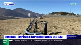 Sorbiers: empêcher la prolifération des gaz