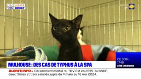 Mulhouse: plusieurs cas de typhus du chat détectés à la SPA