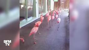 Ces flamands roses sont évacués avant le passage d'Irma