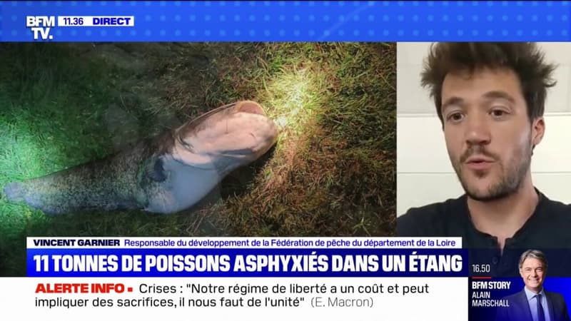 Loire: 11 tonnes de poissons morts dans un étang, que s'est-il passé ? BFMTV répond à vos questions