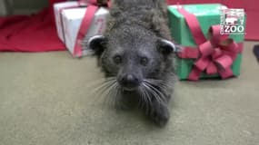 Le père Noël est aussi passé pour les animaux du zoo de Cincinnati aux États-Unis