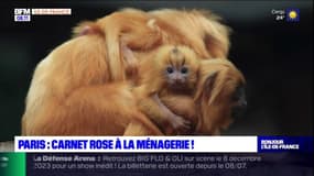 Paris: naissances rares de tamarins lions dorés à la Ménagerie du Jardin des plantes