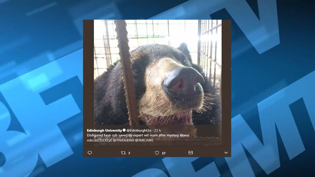 L'ours Nyan htoo a pu être opéré par une vétérinaire britannique.
