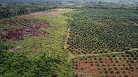 Une plantation d'huile de palme en Indonésie.