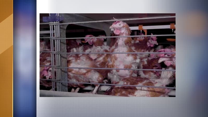 Certaines poules "n'ont plus accès ni à l'eau, ni à la nourriture distribuées dans les cages et sont donc assoiffées et affamées", déclarent les deux associations