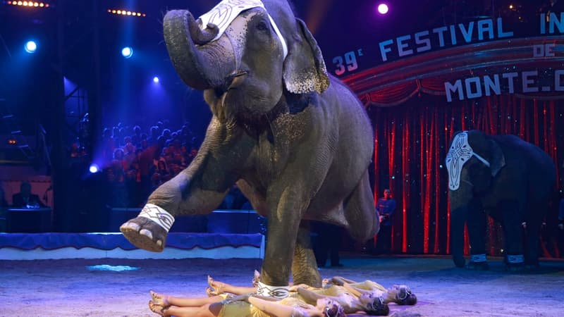 Affolé par un bruit, l'éléphant a foncé dans le chapiteau du cirque et a fait trembler les gradins.