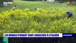 Eygliers: la chasse aux Bunias d'orient commence 