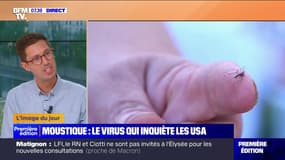 L'image du jour : Moustique, le virus qui inquiète les USA - 27/08