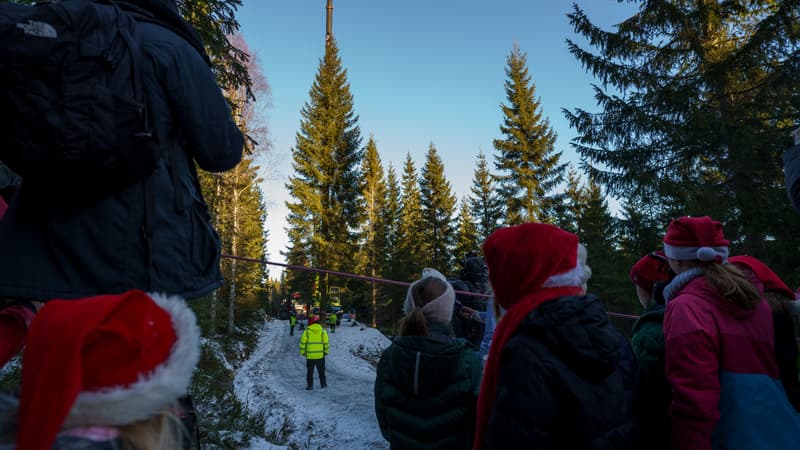 L'arbre de Noël envoyé à Londres a été coupé dans une forêt de Soerkedalen, à Oslo, en Norvège, le 24 novembre 2023.