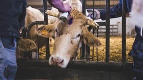 Une vache vaccinée contre la dermatose nodulaire contagieuse, le 19 décembre 2025. 