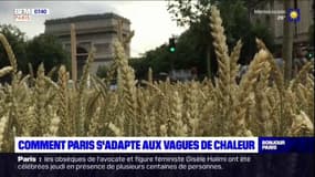 Canicule: comment Paris s'adapte aux vagues de fortes chaleurs?