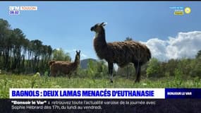 Bagnols-en-Forêt: deux lamas menacés d'euthanasie par la municipalité