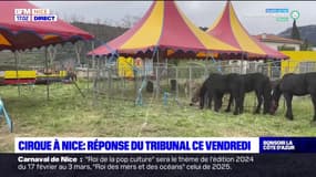 Cirque Zavatta à Nice: la réponse du tribunal attendue ce vendredi