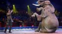 Un éléphant lors du Festival International du Cirque de Monte-Carlo, le 19 janvier 2017