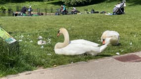 À Roubaix, au parc Barbieux, les disparitions de cygneaux se multiplient. 