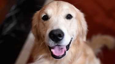 Un chien. (PHOTO D'ILLUSTRATION)
