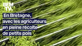  TANGUY DE BFM - En Bretagne, quelques heures pour récolter des millions de petits pois 