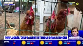 Perfluorés: alerte étendue pour les œufs dans le Rhône