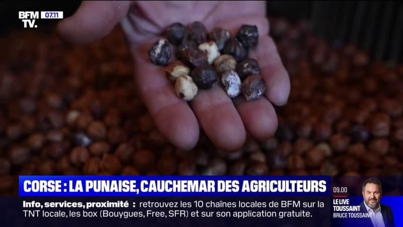 Corse: la punaise diabolique, cauchemar des agriculteurs