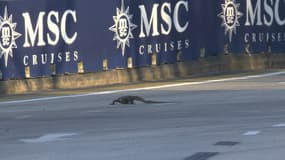 Un lézard lors de la première séance d'essais du GP de Singapour de F1, le 15 septembre 2023