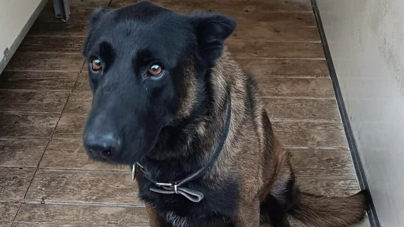 Metz-OL: mort d'un chien policier en marge d'affrontements entre supporters