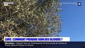 Provence: comment s'occuper des oliviers avant le printemps?