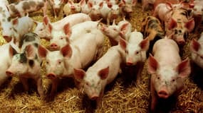 Un élevage de porc (photo d'illustration).