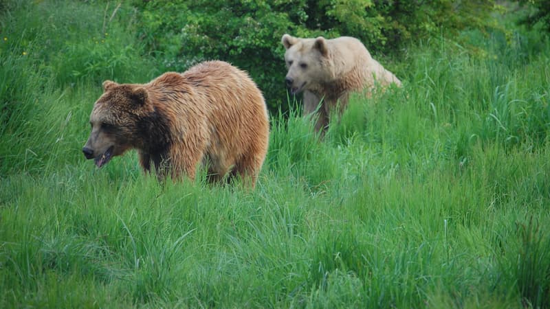 Italie: nouvel arrêté d'abattage d'un ours après l'attaque d'un promeneur