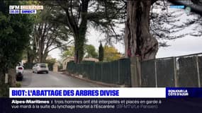 Biot: l'abattage de quatre arbres divise