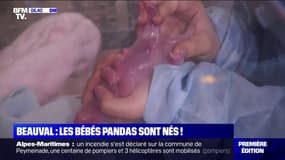 Les premières images des deux bébés pandas nés cette nuit au zoo de Beauval