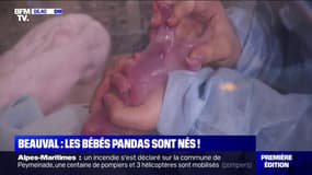 Les premières images des deux bébés pandas nés cette nuit au zoo de Beauval