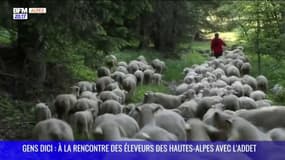 GENS DICI : à la rencontre des éleveurs des Hautes-Alpes avec l'ADDET