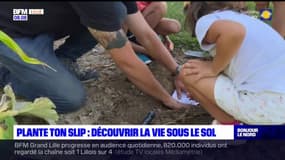 "Plante ton slip": une opération qui vise à enterrer des morceaux de tissu pour évaluer la qualité des sols à Hénin-Beaumont