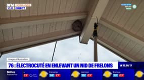 Seine-Maritime: un homme meurt électrocuté en enlevant un nid de frelons