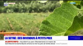 Pouvoir d'achat: à La Seyne-sur-Mer, une association récupère des invendus pour faire des compotes à petits prix