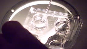 La préparation d'ovocytes en hotte stérile, dans un laboratoire.