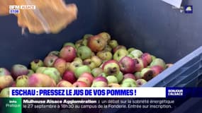 À Eschau, il est possible de venir presser ses propres pommes!