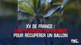 XV de France : Chat escalade un palmier pour récupérer un ballon