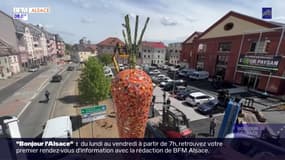 La plus grande carotte du monde se trouve à Mulhouse