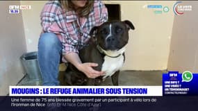  Mougins: le refuge animalier sous tension