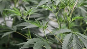 L'étude s'adresse aux consommateurs réguliers de cannabis.