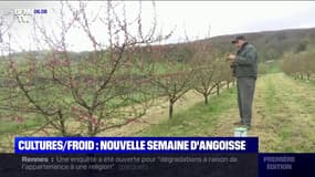 Retour du froid: une nouvelle semaine d'angoisse pour les agriculteurs